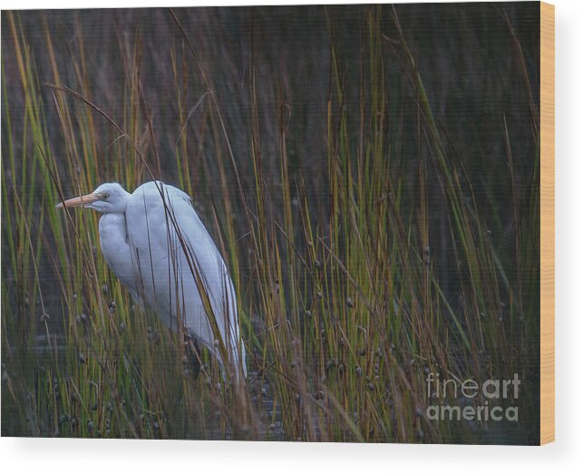 Great White Heron Wood Print featuring the photograph Cold Foggy November Morning on the Marsh by Dale Powell