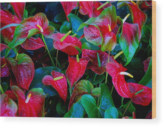 Red Flowers Wood Print featuring the photograph Color Blast by Nancy Bradley