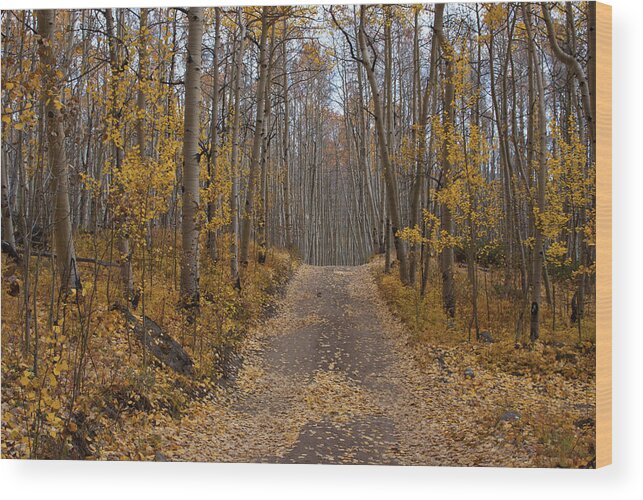 Aspen Wood Print featuring the photograph Colorado Autumn Aspen and Road by Cascade Colors