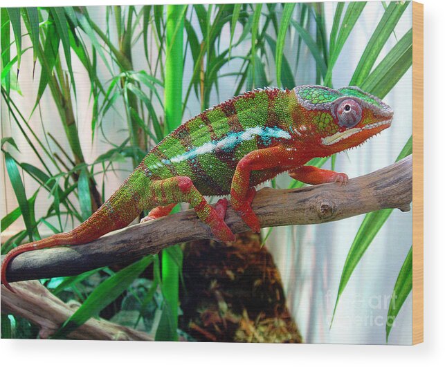 Chameleon Wood Print featuring the photograph Colorful Chameleon by Nancy Mueller
