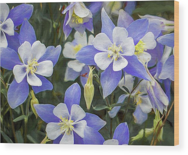 Columbine Wood Print featuring the photograph Columbine by Jennifer Grossnickle