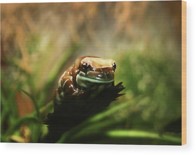 Frog Wood Print featuring the photograph Content by Anthony Jones
