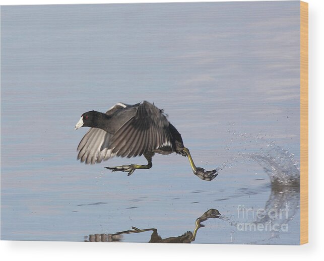 Coot Wood Print featuring the photograph Coot Walkin On Water by Ruth Jolly