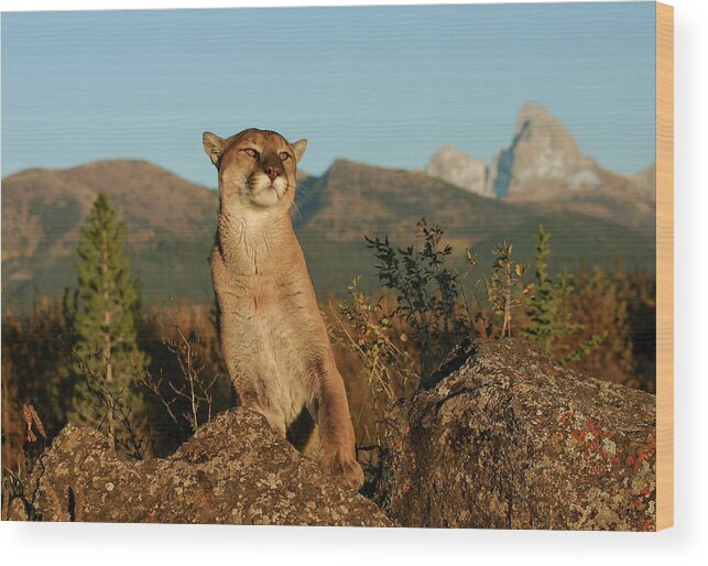 Cougar Wood Print featuring the photograph Cougar by Ronnie And Frances Howard