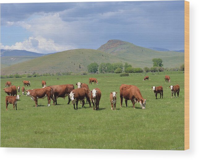 Cows Wood Print featuring the photograph Cows and Calves by Kae Cheatham