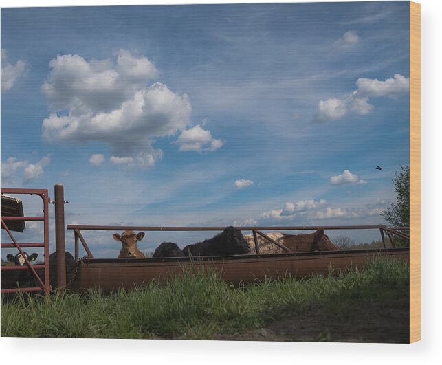 Cow Wood Print featuring the photograph Cows on the Farm by Holden The Moment