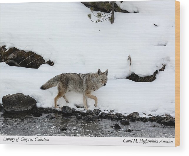 Carol M. Highsmith Wood Print featuring the photograph Coyote in Yellowstone National Park by Carol M Highsmith