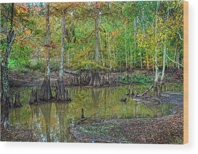 Cypress Wood Print featuring the photograph Cypress In Autimn by Ron Weathers