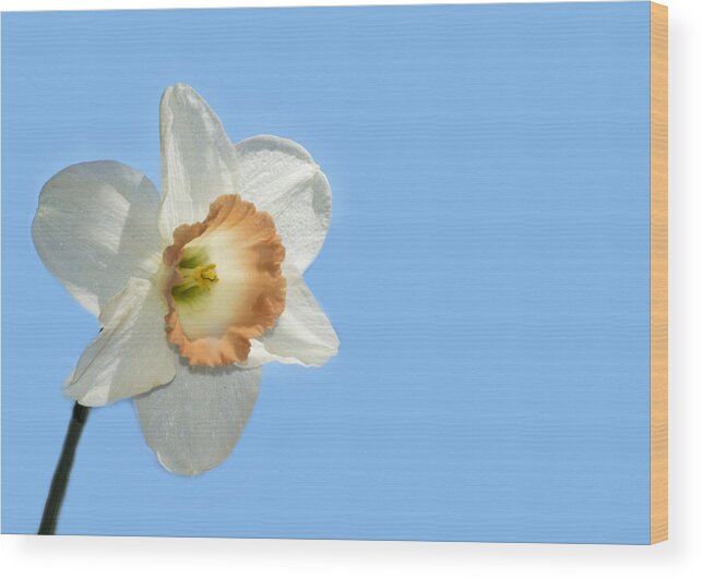Blue Sky Wood Print featuring the photograph Daffodil by Cathy Kovarik