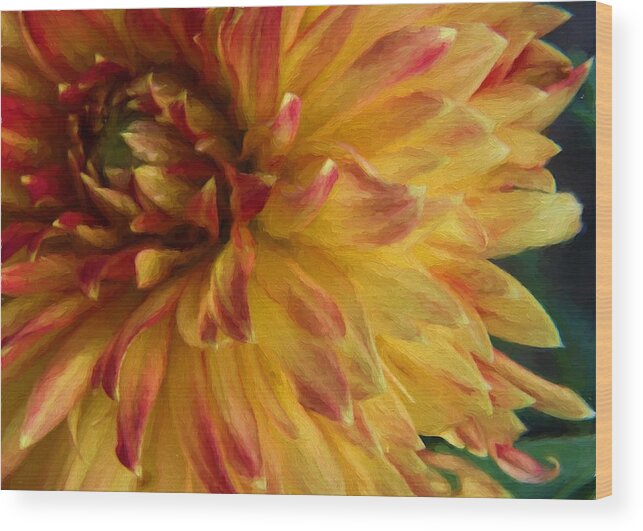 Flower Wood Print featuring the digital art Dahlia 4 by Charmaine Zoe