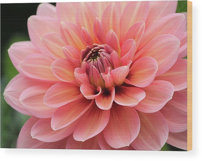 Dahlia Wood Print featuring the photograph Dahlia in Pink and Peach by Julie Palencia
