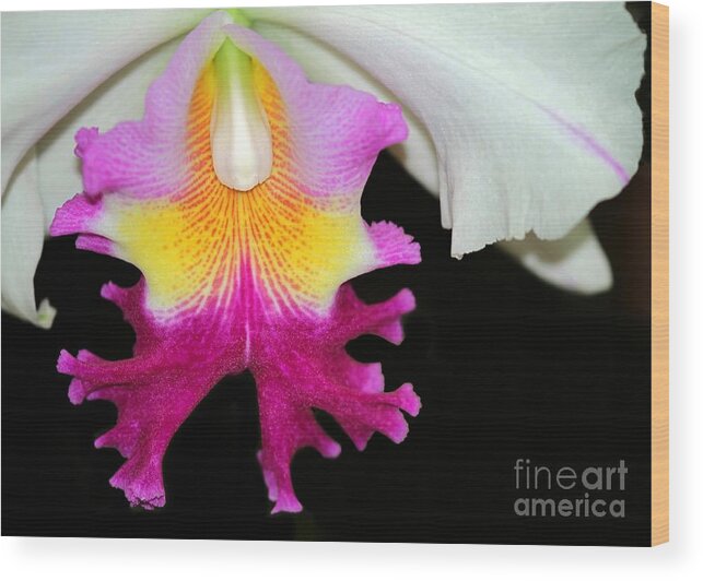 Orchid Wood Print featuring the photograph Dancing Orchid by Sabrina L Ryan