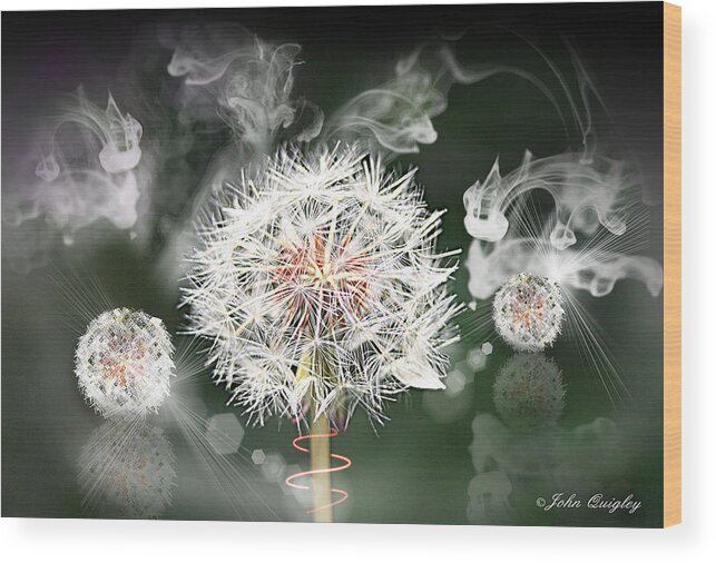 Dandelion Wood Print featuring the photograph Dandelion Clock by John Quigley