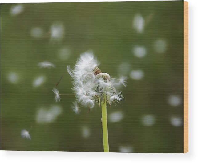 Circle Wood Print featuring the photograph Dandelion by Steven Michael