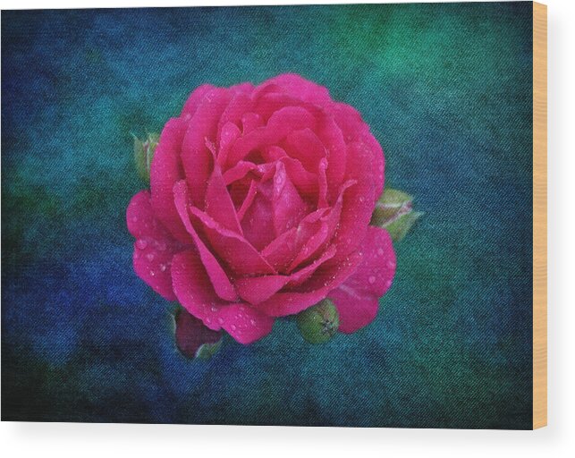 Floral Wood Print featuring the photograph Dark Pink Rose by Sandy Keeton