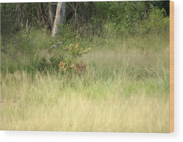 Lion Wood Print featuring the photograph Deadly Hide n Seek by Robert Hunter