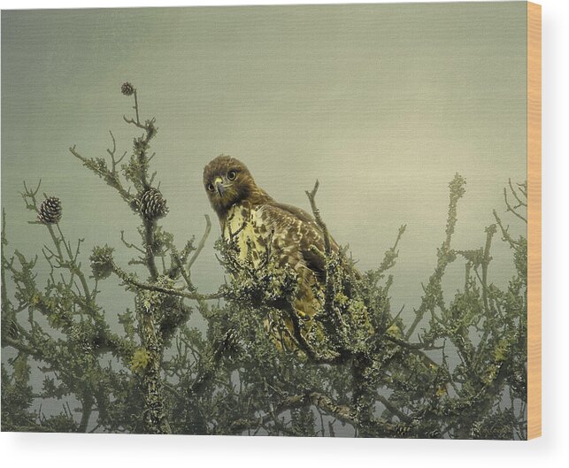 Red Tailed Hawk Wood Print featuring the photograph Deep in Thought by Mary Clough