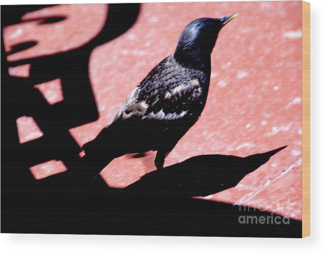 Bird Wood Print featuring the photograph Del Coronado by Linda Shafer