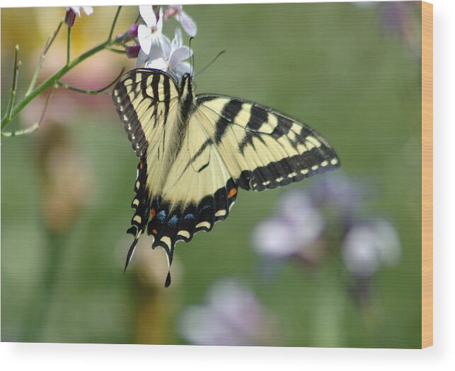 Butterfly Wood Print featuring the photograph Delicate Balance by Linda Murphy