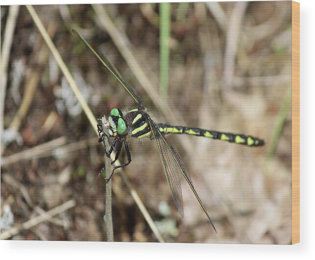 Dragonfly Wood Print featuring the photograph Delta-spotted Spiketail Male by David Pickett