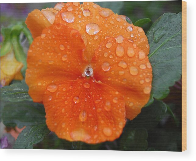 Flower Wood Print featuring the photograph Dewy Pansy 1 by Amy Fose