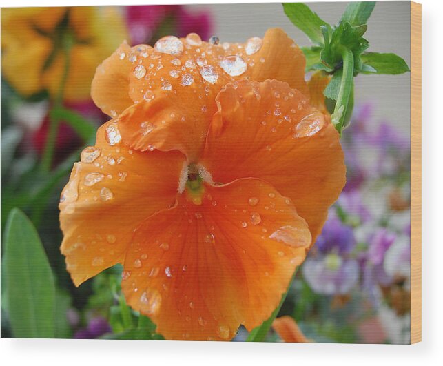 Flower Wood Print featuring the photograph Dewy Pansy 3 by Amy Fose