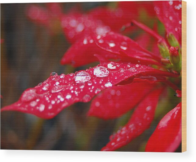 Red Wood Print featuring the photograph Dewy Petals by Amy Fose