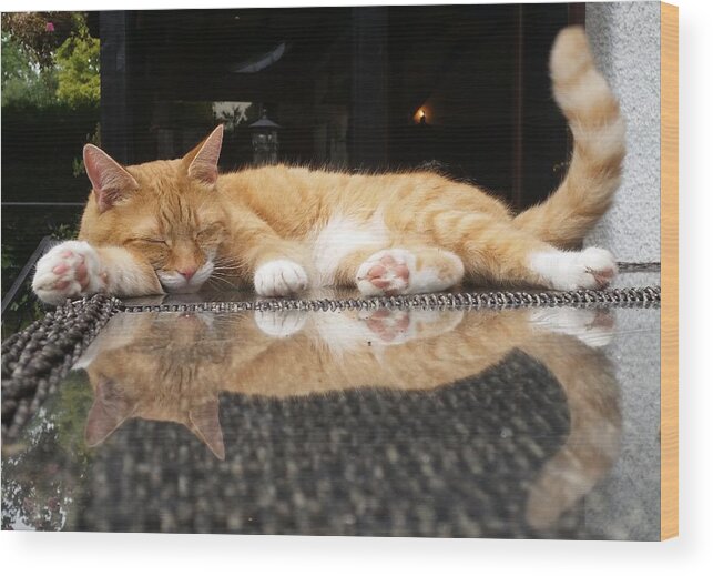 Cat Wood Print featuring the photograph Disco Dreams by Rowena Tutty