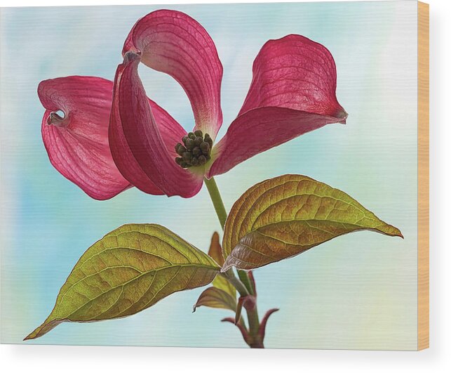 Floral Wood Print featuring the photograph Dogwood Ballet 4 by Shirley Mitchell