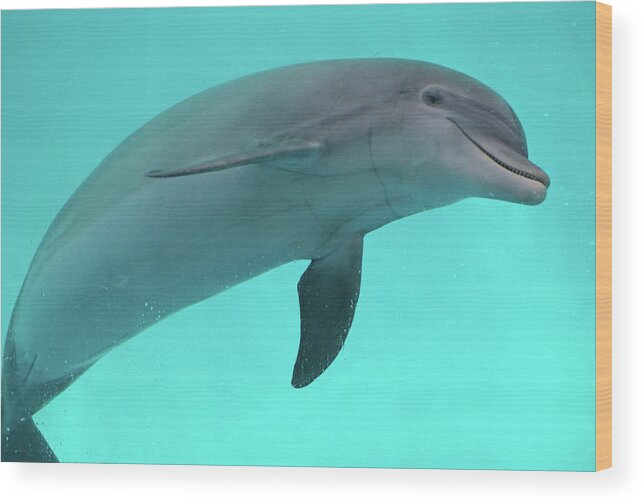 Dolphin Wood Print featuring the photograph Dolphin by Sandy Keeton