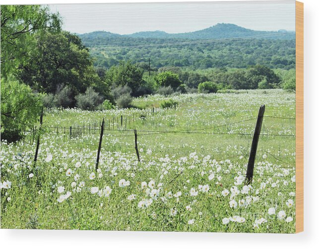 Texas Hill Country Flowers Wood Print featuring the photograph Done In White by Joe Pratt