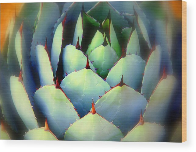 Cactus Wood Print featuring the photograph Dont touch me by Susanne Van Hulst