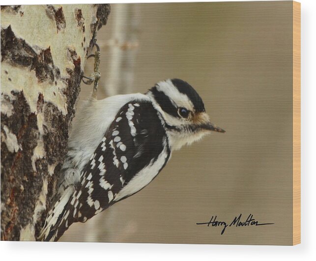 Bird Wood Print featuring the photograph Downy by Harry Moulton