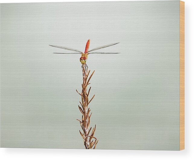 Dragonflies Wood Print featuring the photograph Dragonflies by Steven Michael