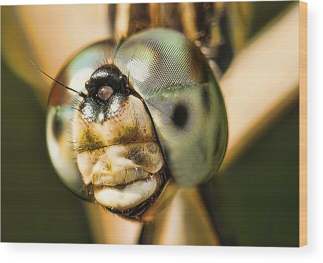 Artistic Wood Print featuring the photograph Dragonfly by Gouzel -