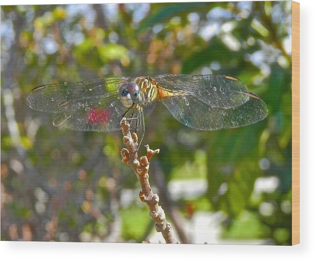 Damselfly Wood Print featuring the photograph Dragonfly Smiling by Joe Wyman