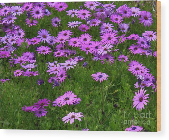 Floral Wood Print featuring the photograph Dreaming of Purple Daisies by Carol Groenen