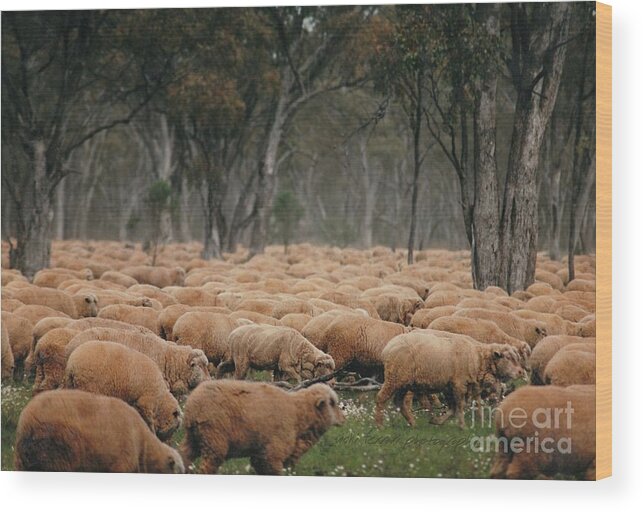 Vicki Ferrari Photography Wood Print featuring the photograph Droving Sheep at Albert Australia by Vicki Ferrari