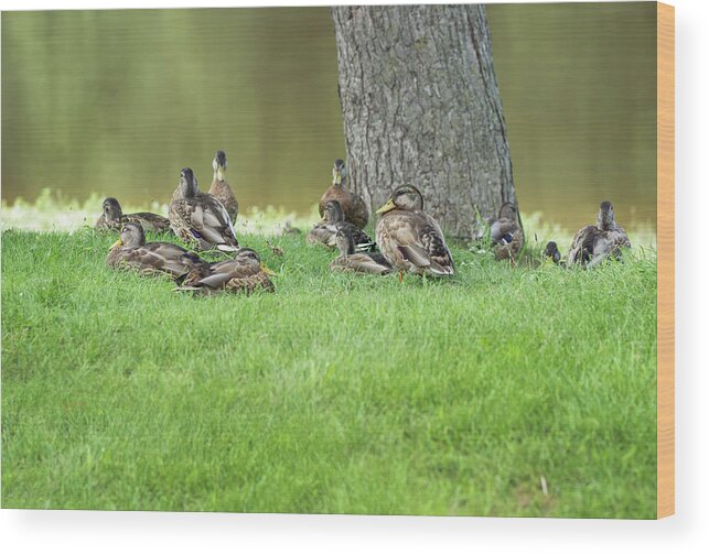 Ducks Wood Print featuring the photograph Duck Famly by Tammy Chesney