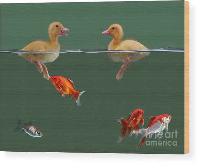 Animal Wood Print featuring the photograph Ducklings And Goldfish by Jane Burton