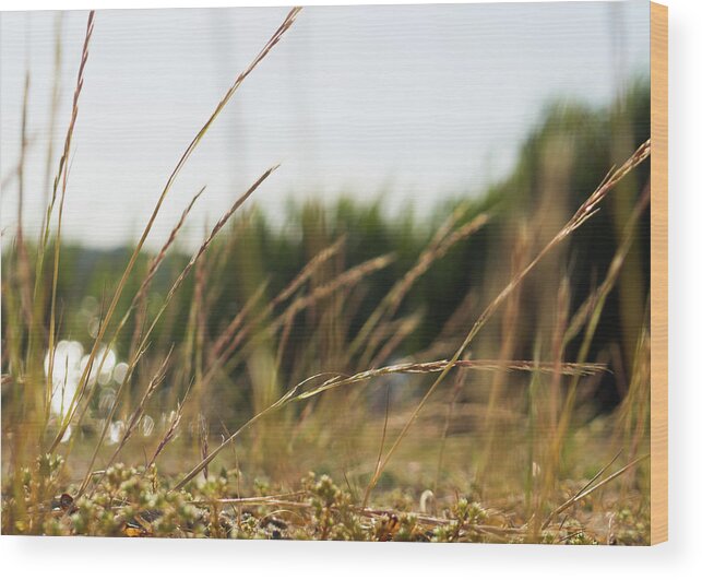 Dune Grass Wood Print featuring the photograph Dune Grass by Kirkodd Photography Of New England