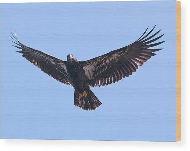 Eagle Wood Print featuring the photograph Eagle eye's by Terry Dadswell