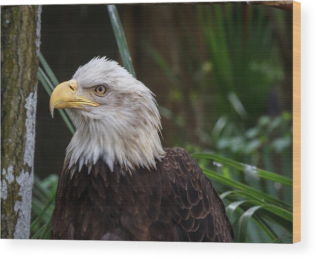 Eagle Wood Print featuring the photograph Eagle Portrait by Les Greenwood