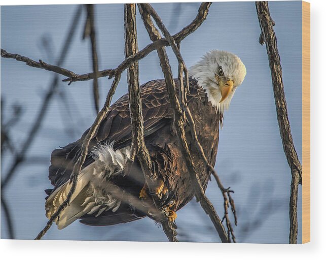 American Bald Eagle Wood Print featuring the photograph Eagle Power by Ray Congrove