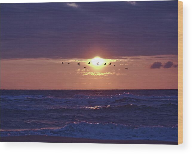 Beach Morning Sunrise Ocean Wood Print featuring the photograph Early Flight by Harrison Whittaker