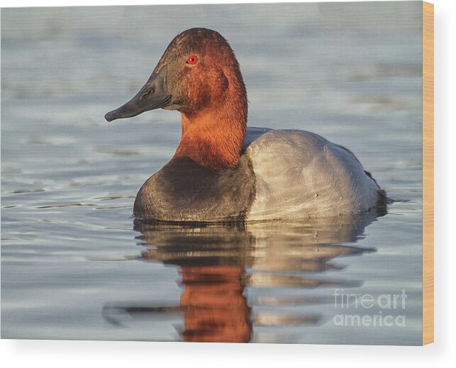 Duck Wood Print featuring the photograph Early morning canvasback by Ruth Jolly