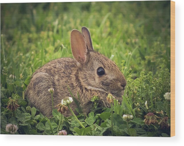 Bunny Wood Print featuring the photograph Eastern Cottontail by Cynthia Wolfe