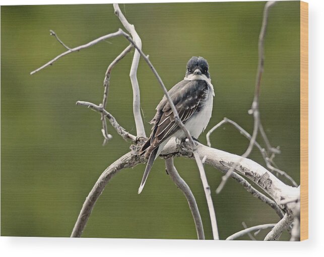 Birds Wood Print featuring the photograph Eastern Kingbird by Terry Dadswell