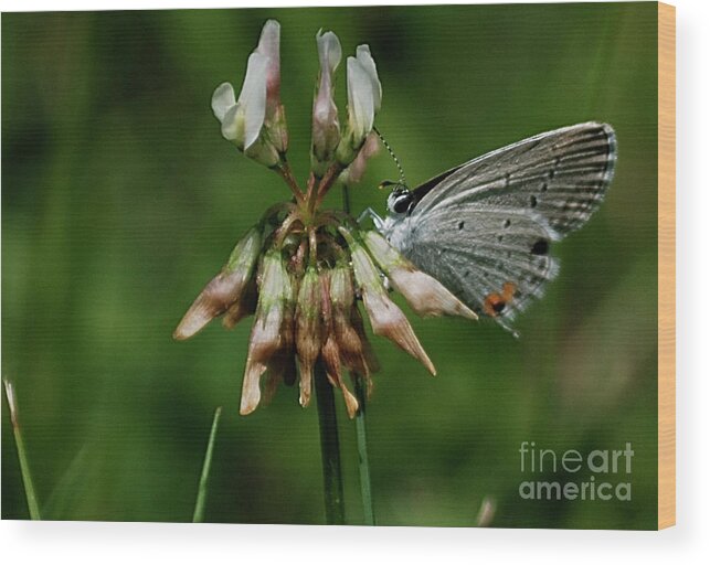 Butterflies Wood Print featuring the photograph Eastern Tailed-Blue by Randy Bodkins