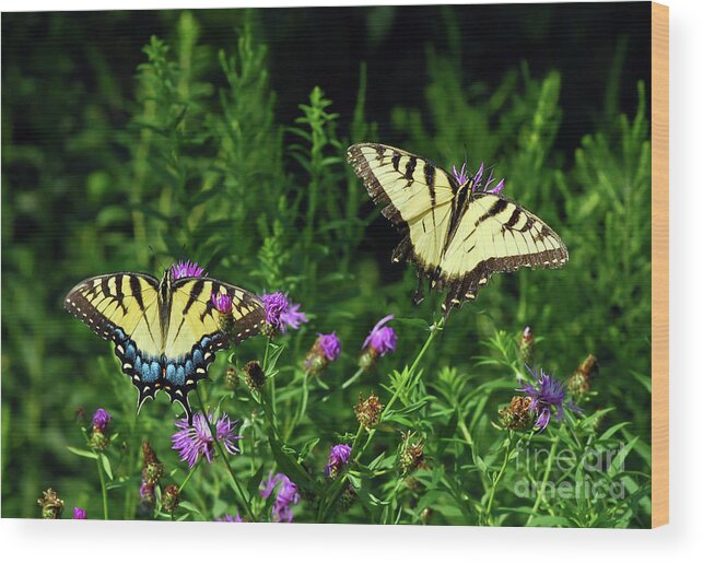 Eastern Tiger Swallowtail Butterfly Wood Print featuring the photograph Eastern Tiger Swallowtail Butterfly - Female and Male by Kerri Farley